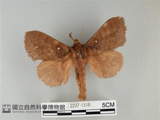 波紋枯葉蛾藏品圖，第1張