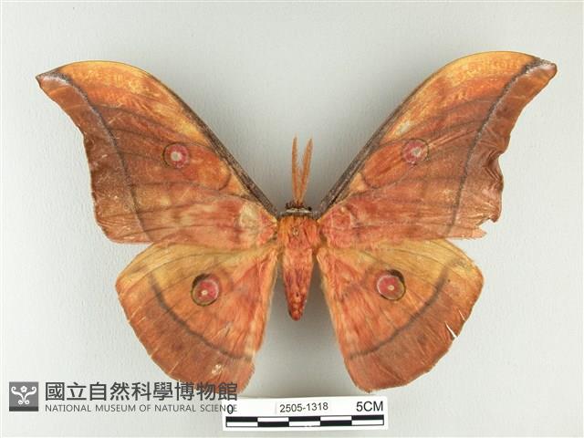 大透目天蠶蛾藏品圖，第1張