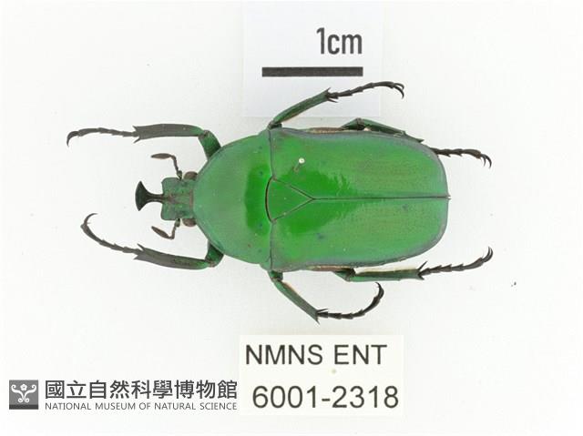 臺灣扇角金龜藏品圖，第1張