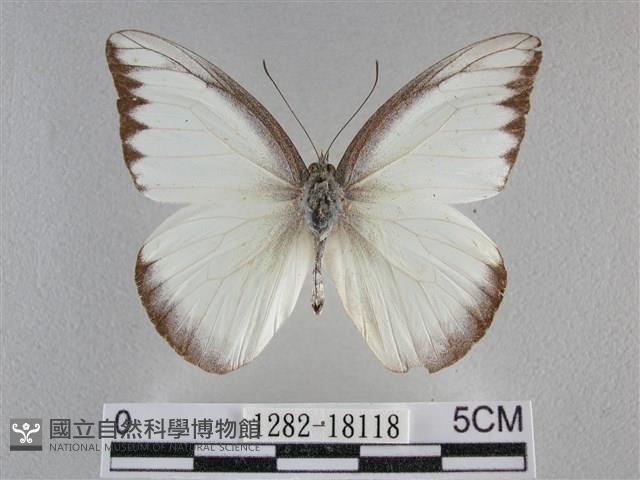 異色尖粉蝶藏品圖，第1張