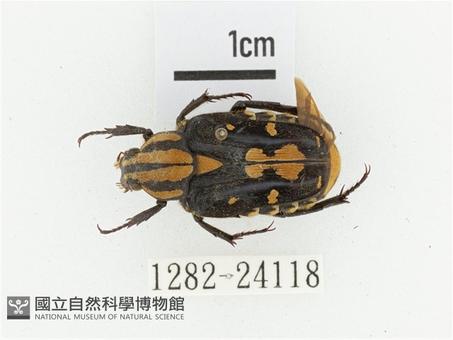 黃斑陷紋金龜藏品圖，第1張