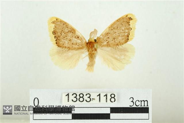 黑翅黃毒蛾藏品圖，第1張