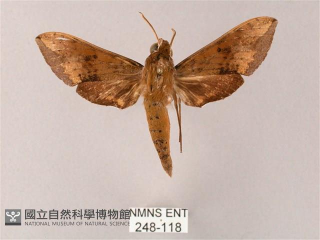 臺灣白肩天蛾藏品圖，第1張