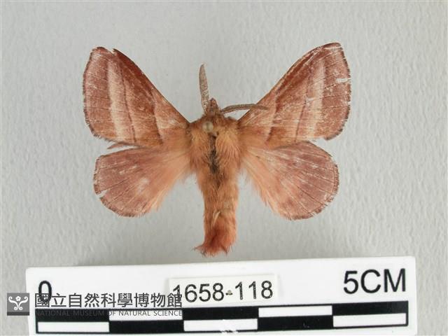 川邊氏枯葉蛾藏品圖，第1張