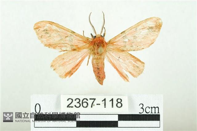 三條橙燈蛾藏品圖，第1張