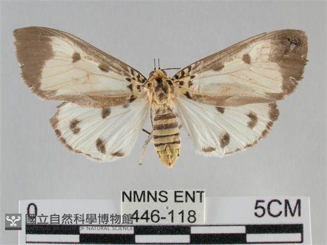 長斑擬燈蛾藏品圖，第1張