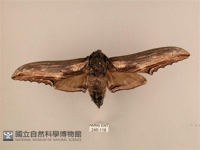 臺灣鋸翅天蛾藏品圖，第1張