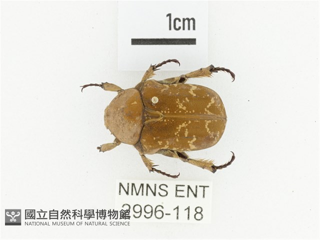 銅點花金龜藏品圖，第1張