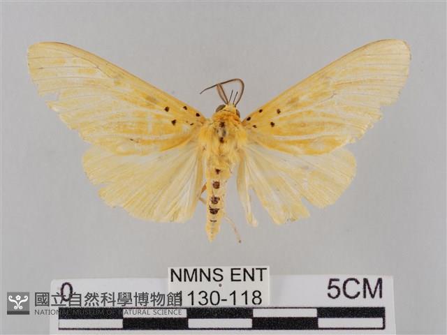 橙擬燈蛾藏品圖，第1張