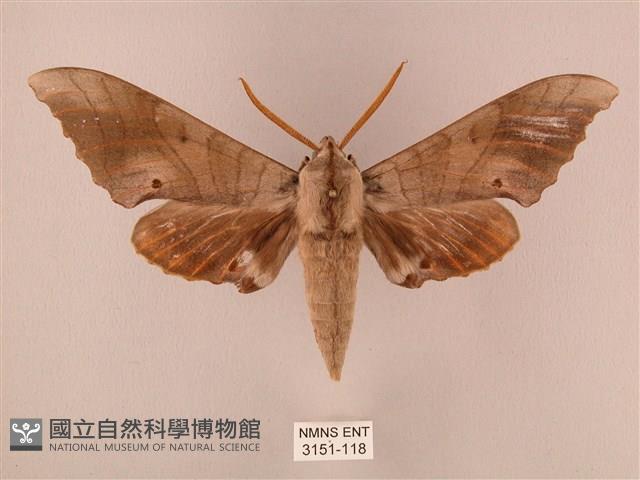 栗六點天蛾藏品圖，第1張