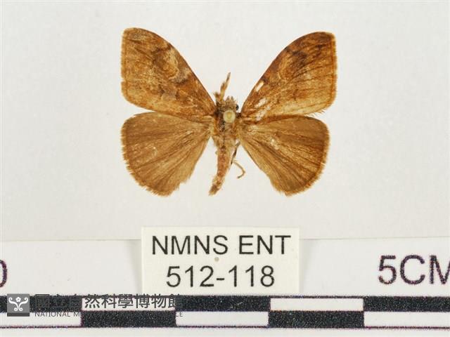 小白紋毒蛾藏品圖，第1張