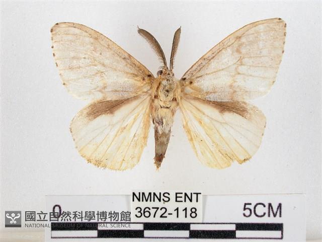 木毒蛾藏品圖，第1張