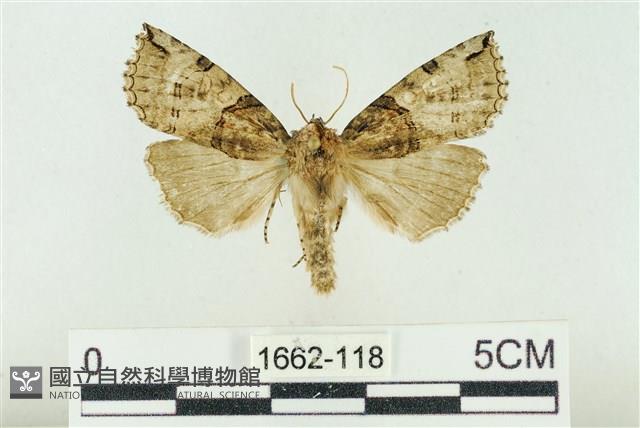 基黑新波紋蛾藏品圖，第1張