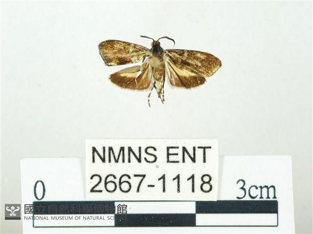 叉紋閃舞蛾藏品圖，第1張