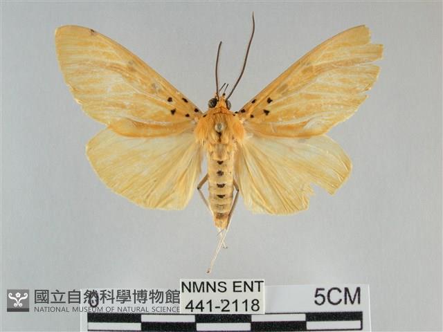 橙擬燈蛾藏品圖，第1張