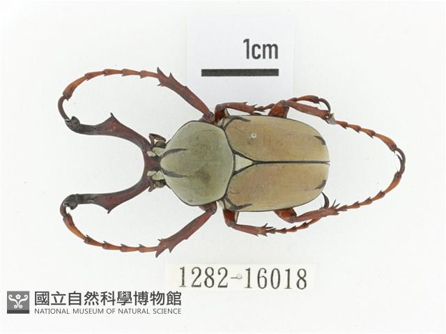 臺灣角金龜藏品圖，第1張