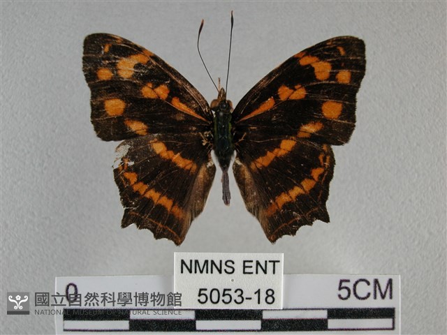 散紋盛蛺蝶藏品圖，第1張