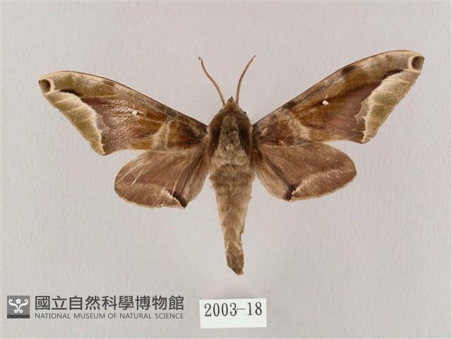 白點天蛾 藏品圖，第1張