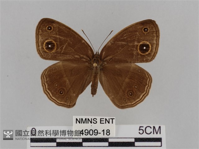 紫帶眉眼蝶藏品圖，第1張