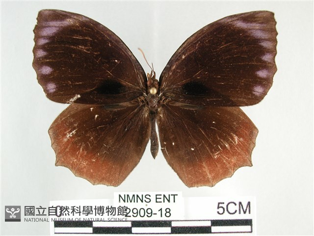 藍紋鋸眼蝶藏品圖，第1張