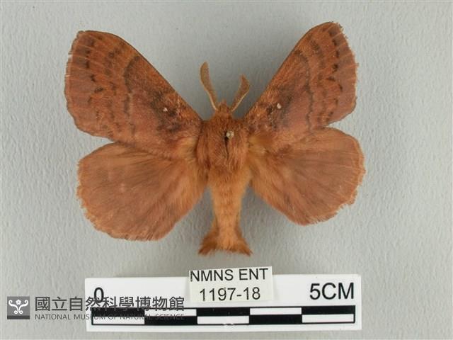 波紋枯葉蛾藏品圖，第1張