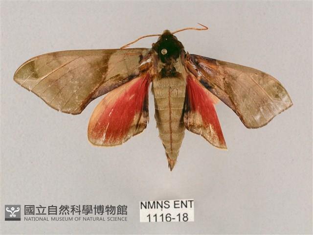 榆綠天蛾藏品圖，第1張