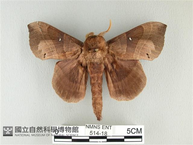 松大毛蟲藏品圖，第1張