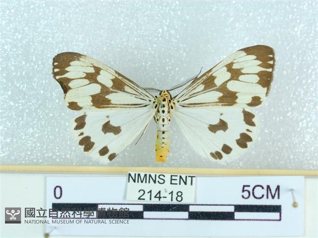 粉蝶燈蛾藏品圖，第1張