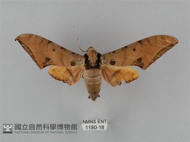 裂斑鷹翅天蛾藏品圖，第1張