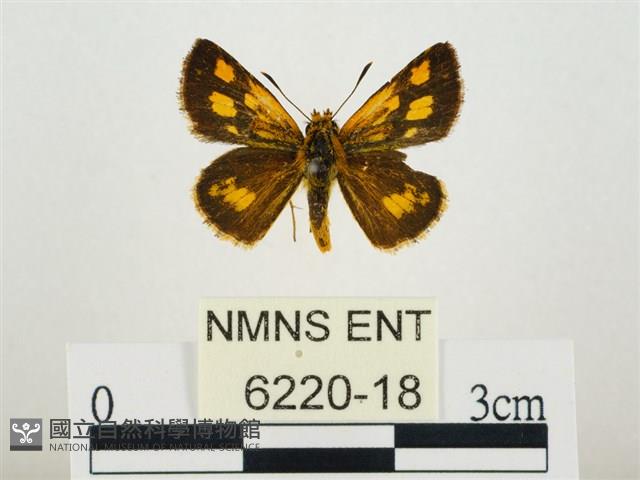 小黃星弄蝶藏品圖，第1張