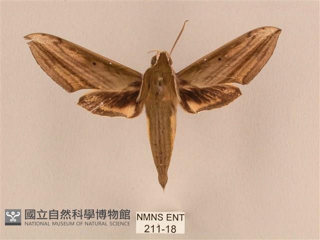 背線天蛾藏品圖，第1張