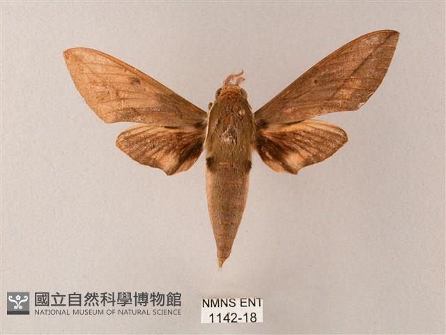 藏斜紋天蛾藏品圖，第1張