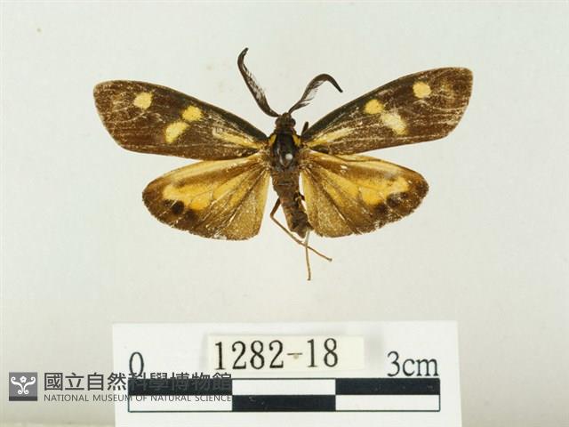 史氏狹翅螢斑蛾藏品圖，第1張