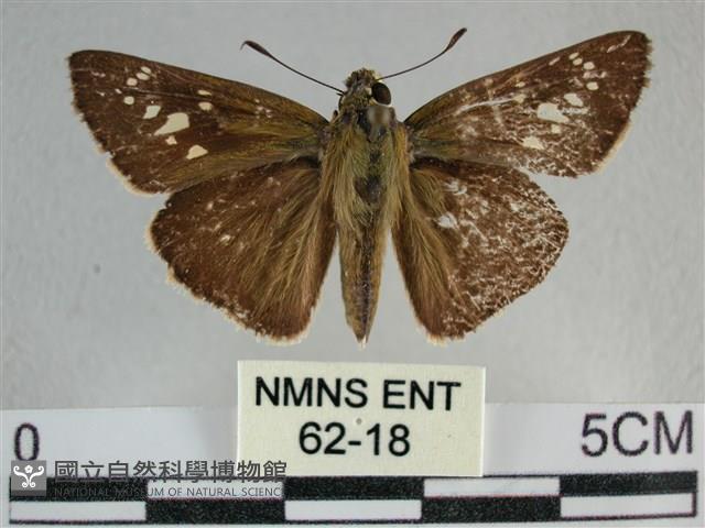 尖翅褐弄蝶藏品圖，第1張