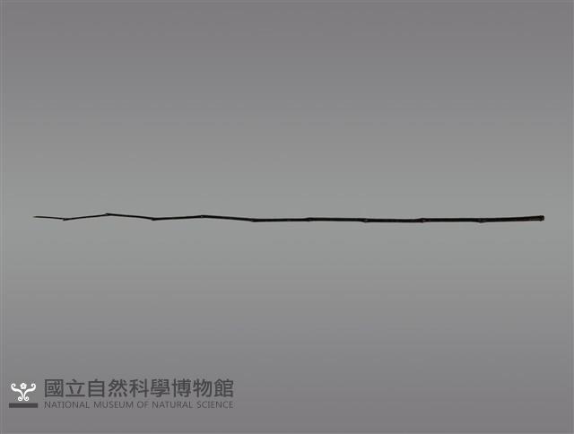 祭桿藏品圖，第1張