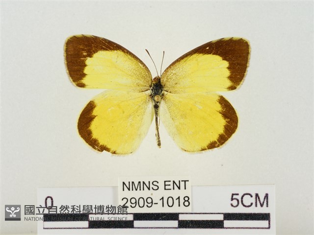 星黃蝶藏品圖，第1張