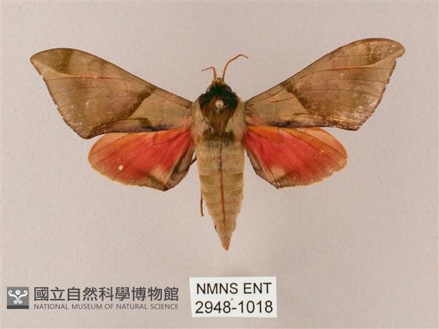 榆綠天蛾藏品圖，第1張