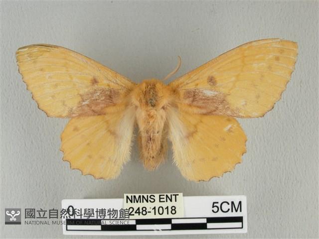 青枯葉蛾藏品圖，第1張