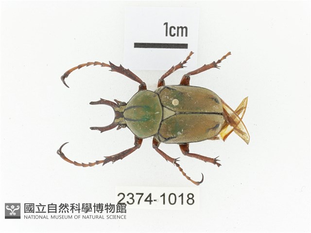 臺灣角金龜藏品圖，第1張