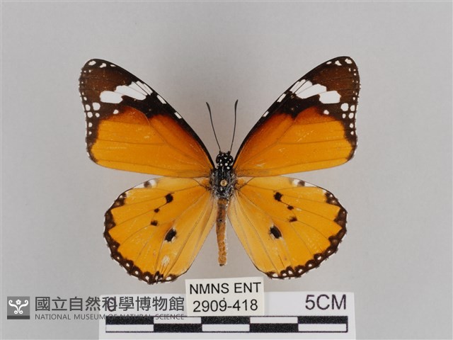 樺斑蝶藏品圖，第1張