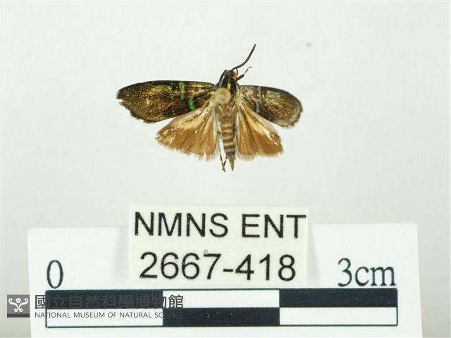 叉紋閃舞蛾藏品圖，第1張