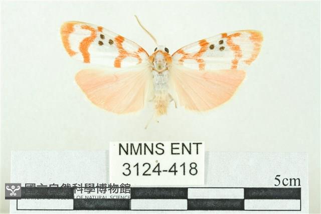 臺雪苔蛾藏品圖，第1張