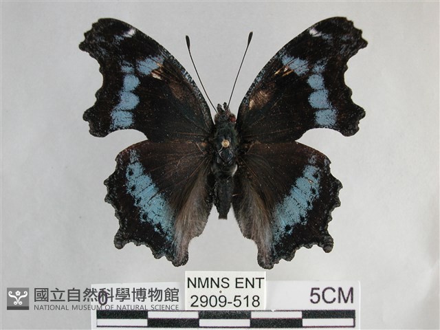 琉璃蛺蝶藏品圖，第1張