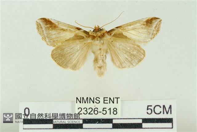 印華波紋蛾藏品圖，第1張