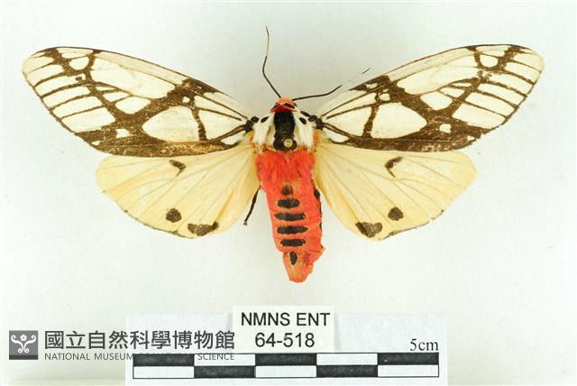 乳白斑燈蛾藏品圖，第1張