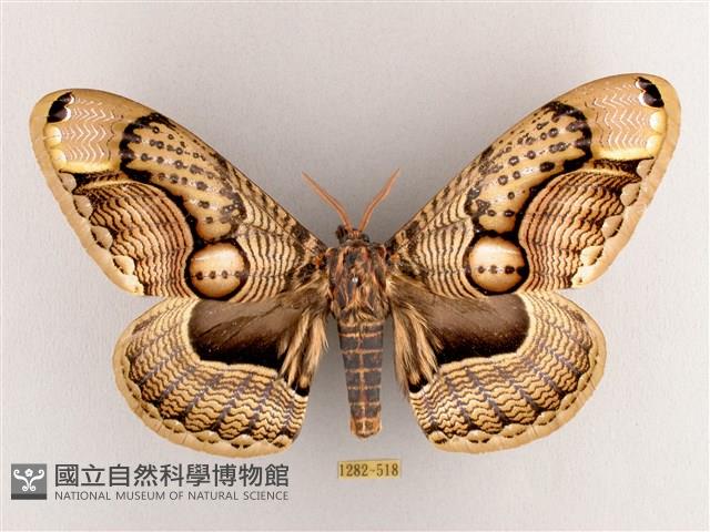 枯球籮紋蛾藏品圖，第1張