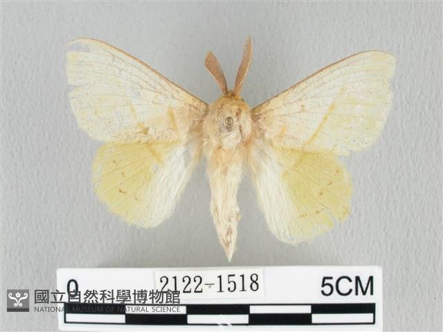 青枯葉蛾藏品圖，第1張