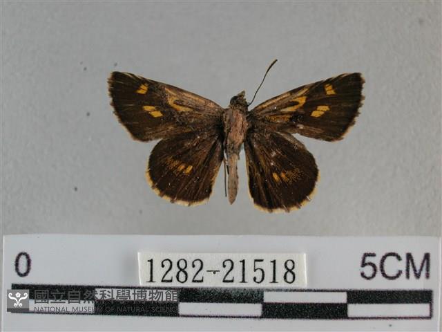 黃星弄蝶藏品圖，第1張