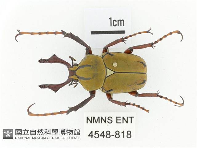 臺灣角金龜藏品圖，第1張