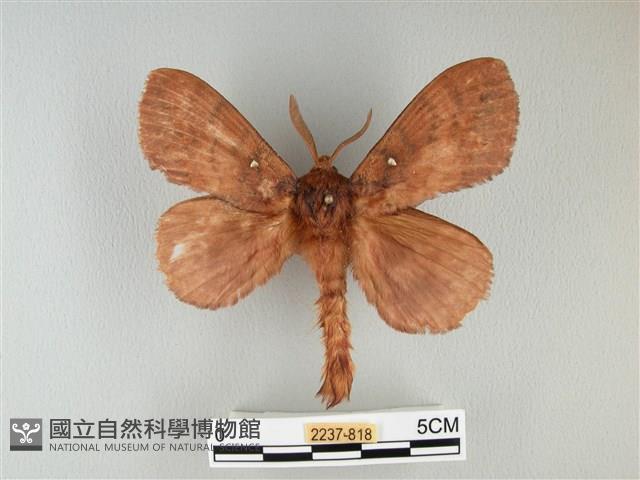 波紋枯葉蛾藏品圖，第1張